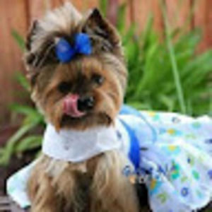 Meet your Posher, Lily